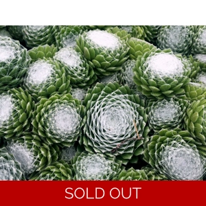 Sempervivum 'Cotton Candy'